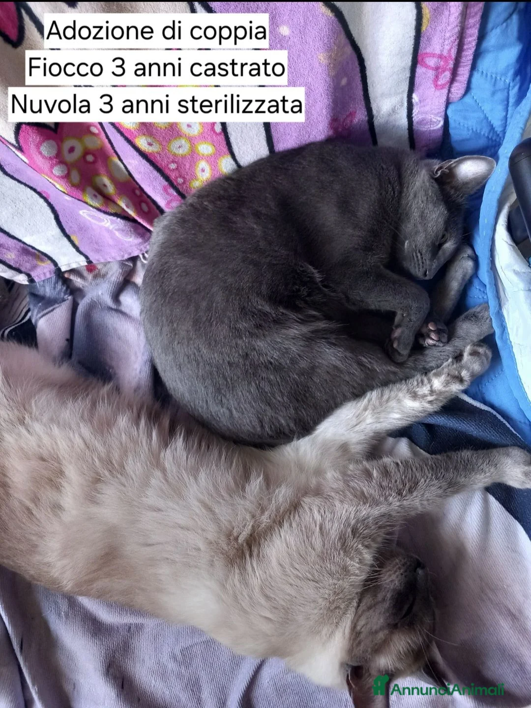 Certosino gatti in regalo: Adozione di coppia a Provincia del Verbano-Cusio-Ossola - Annuncio 2