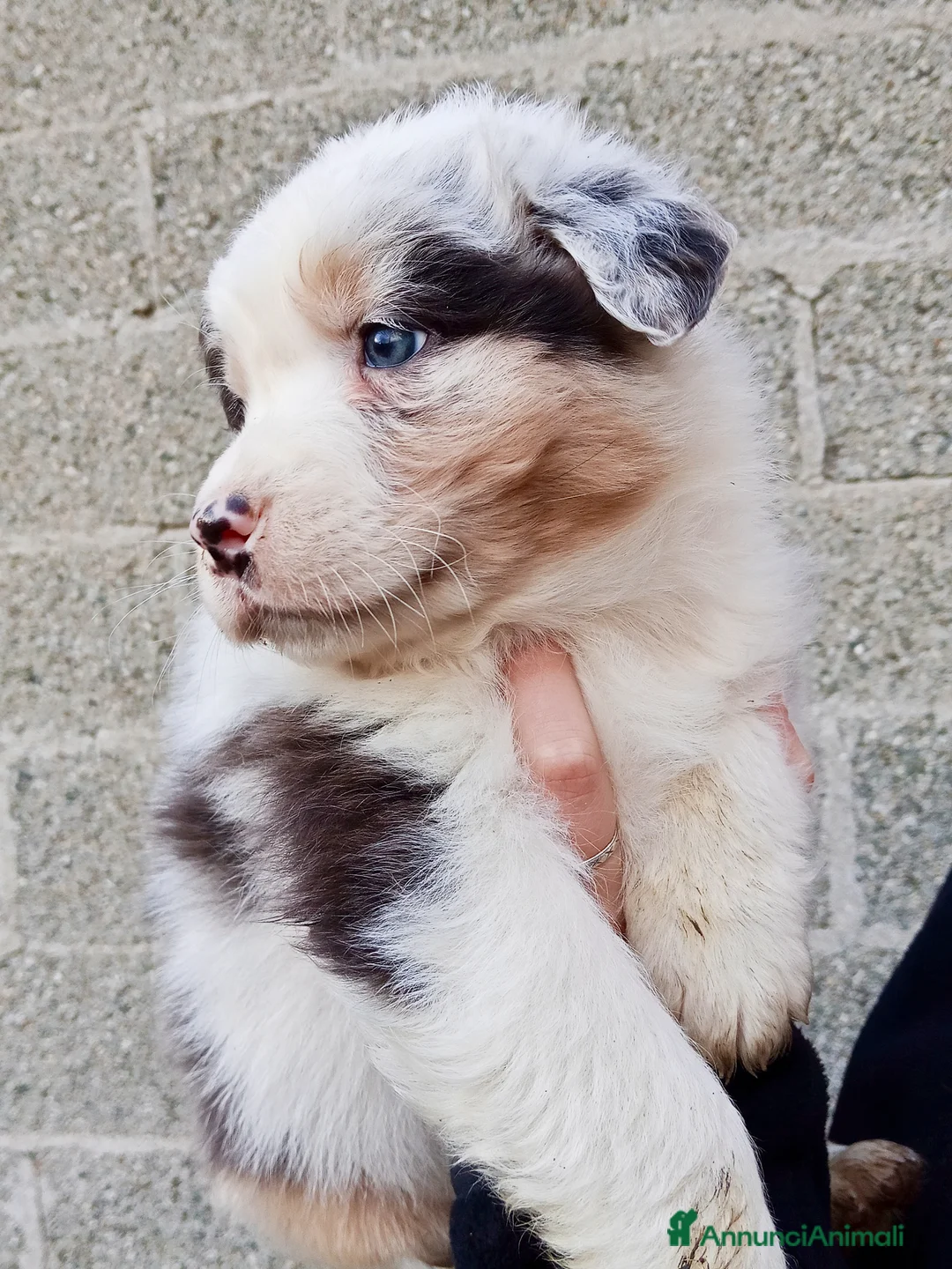 Australian Shepherd cani in vendita: Cuccioli di Australian Shepherd  - Annuncio 5