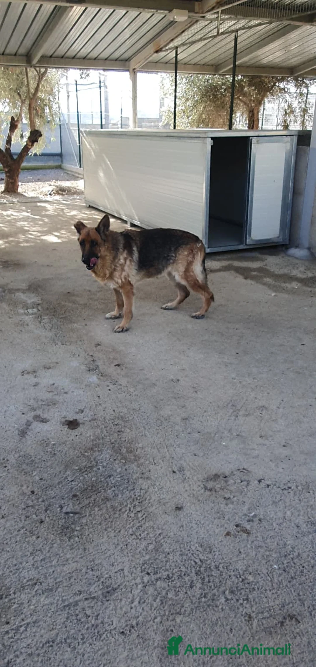Pastore Tedesco cani in regalo: Zara pastore tedesco in canile - Annuncio 1