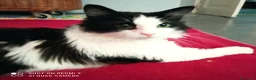 Meticcio gatti in regalo: Tobia cerca casa - Annuncio 3