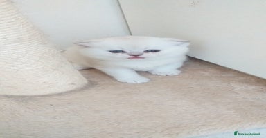 Scottish gatti a Bagnacavallo - Annuncio 6