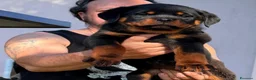Rottweiler cani in vendita: ROTTWEILER TAGLIA GRANDE LINEA SERBA - Annuncio 1