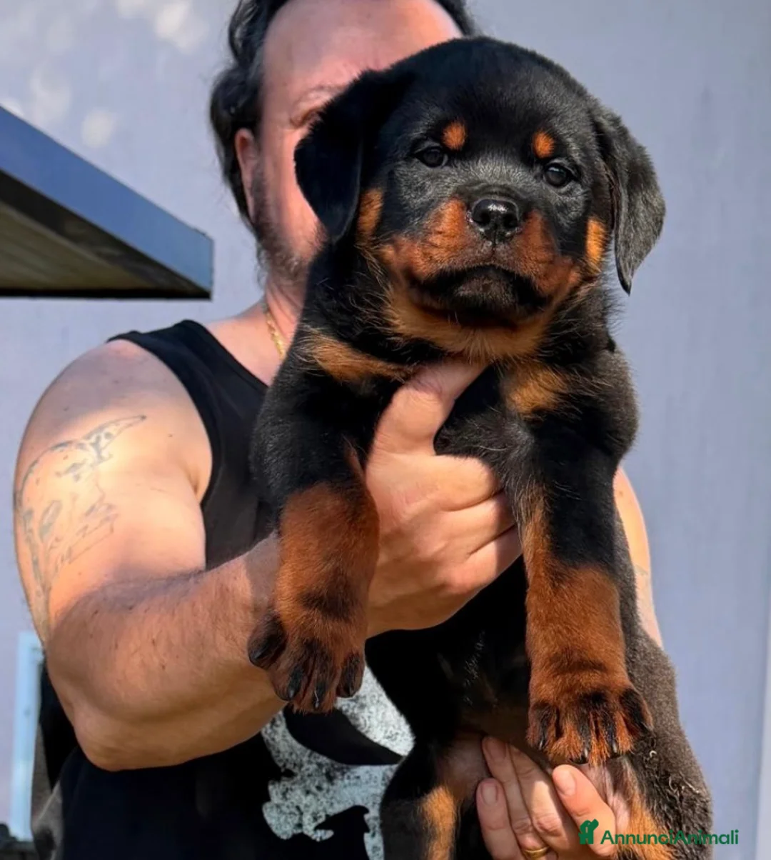 Rottweiler cani in vendita: ROTTWEILER TAGLIA GRANDE LINEA SERBA - Annuncio 1