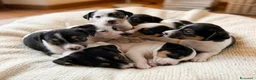 Jack Russell cani in vendita: Jack russell - Annuncio 2