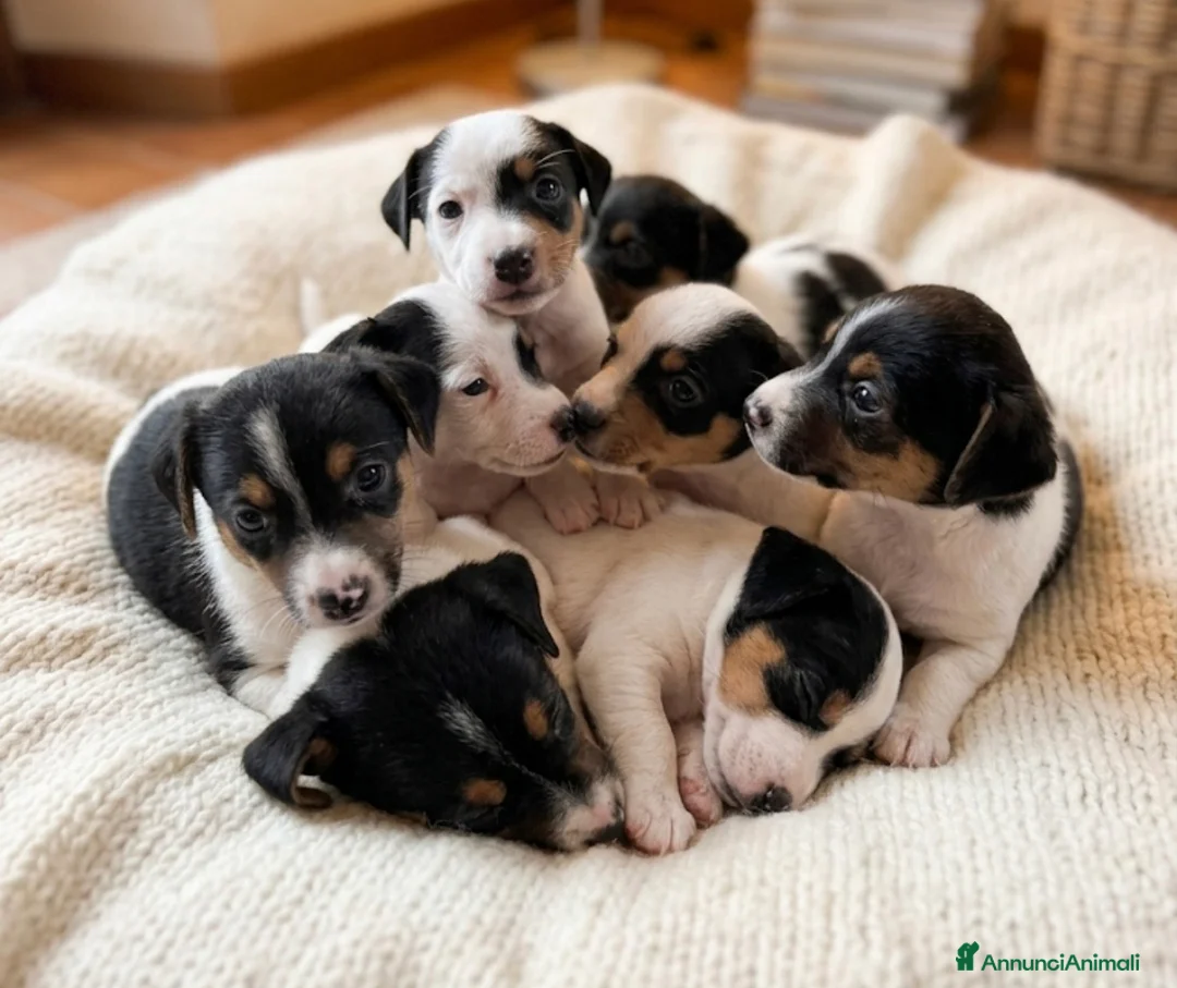 Jack Russell cani in vendita: Jack russell - Annuncio 2