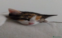 Altre razze gatti in regalo: Zoe, Micia Calico Dolce e Vivace! a Provincia di Varese - Immagine 6