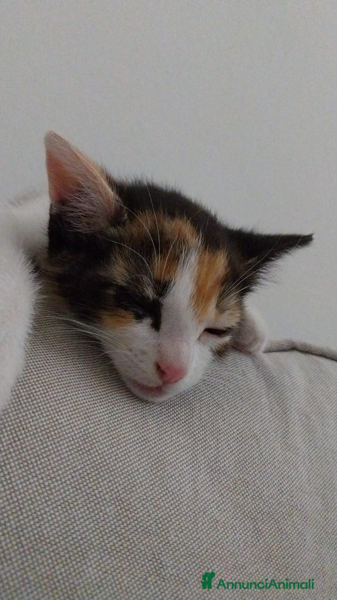 Altre razze gatti in regalo: Zoe, Micia Calico Dolce e Vivace! a Provincia di Varese - Immagine 6