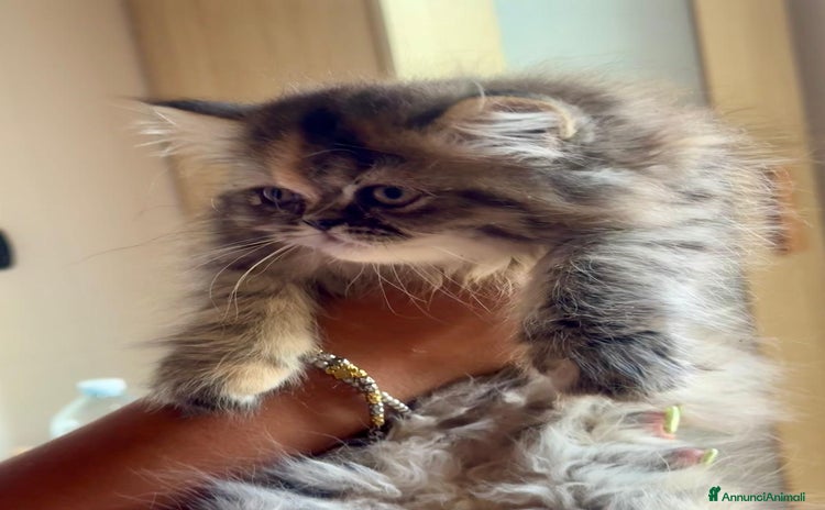 Persiano gatti a Provincia di Reggio Emilia - Annuncio 14