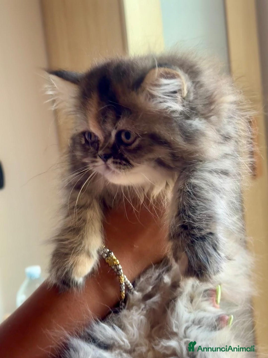Persiano gatti in vendita: Gattina persiana normotipo tortie smoke a Provincia di Reggio Emilia - Immagine 1
