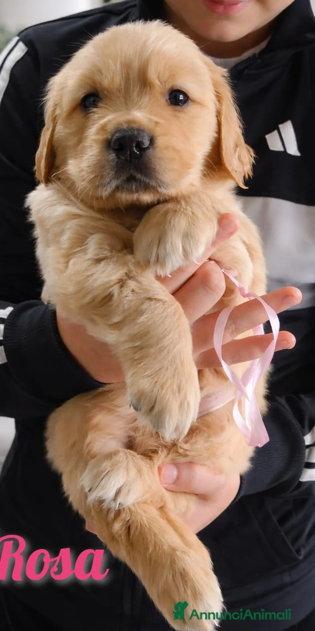 Golden Retriever cani in vendita: Cucciole Golden Retriever ultime disponibilità  - Annuncio 2