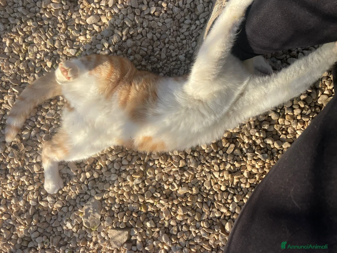 Meticcio gatti in regalo: DOLCE GATTINO ROSSO - Annuncio 4