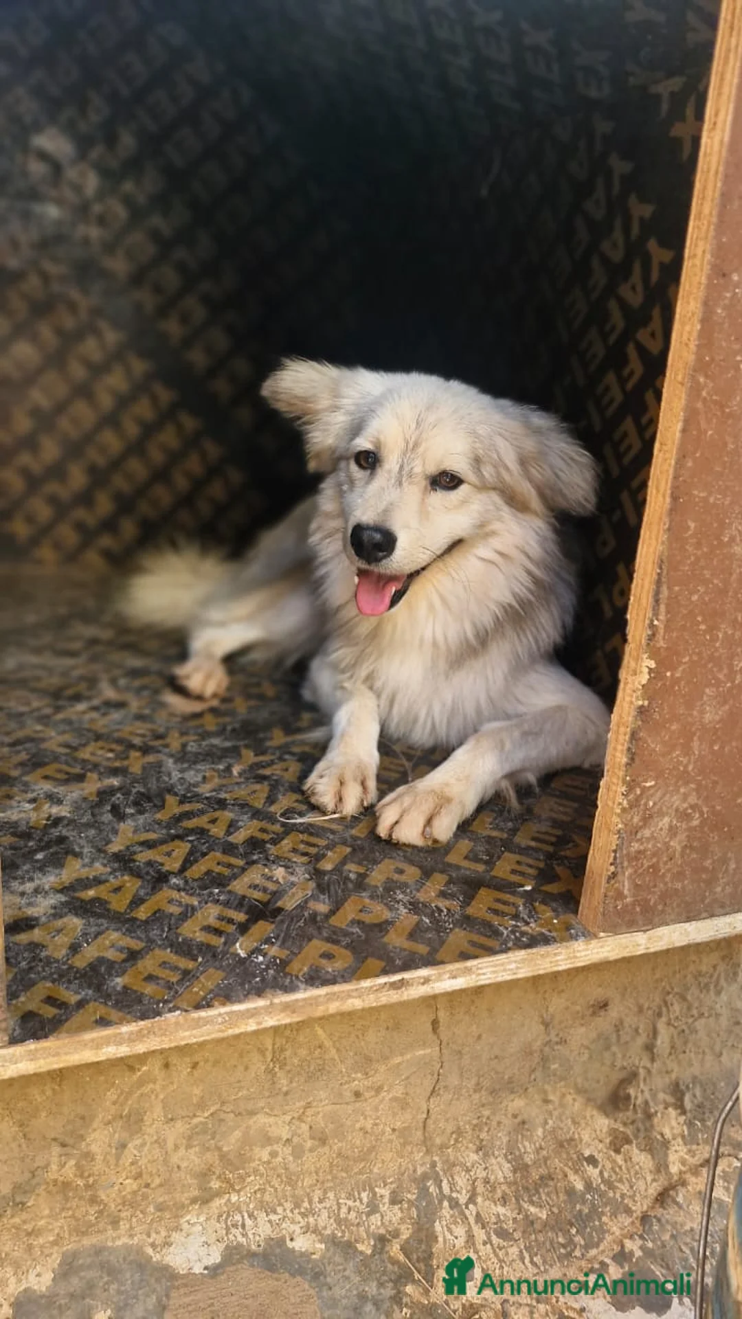 Meticcio cani in regalo: yorgo, un tenero pelosetto - Annuncio 5