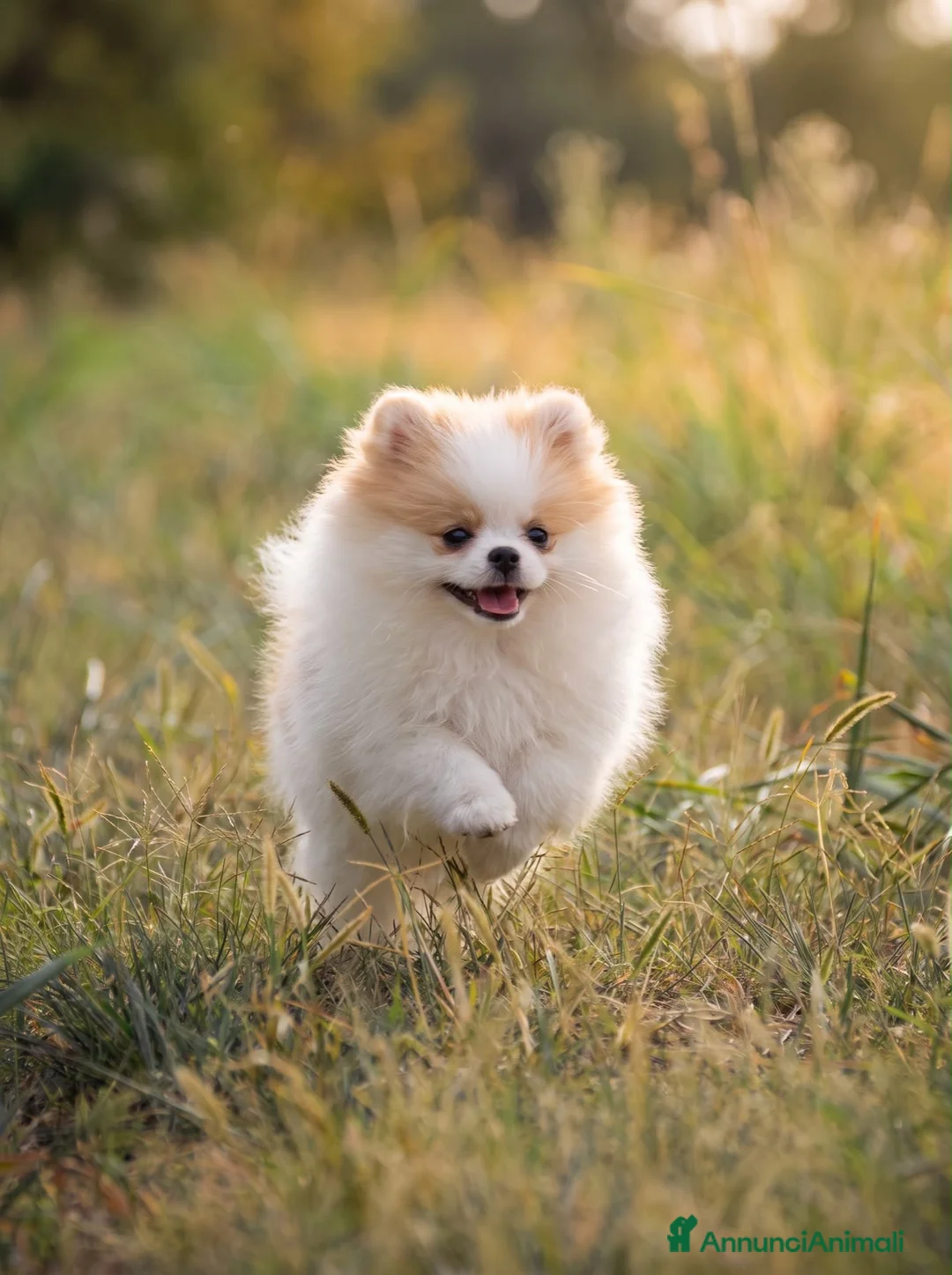 Volpino Pomerania cani in vendita: Cucciole di Pomerania  a Provincia di Cuneo - Annuncio 8