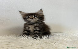 Maine Coon gatti in vendita: Cuccioli Maine coon a Provincia di Cremona - Immagine 11