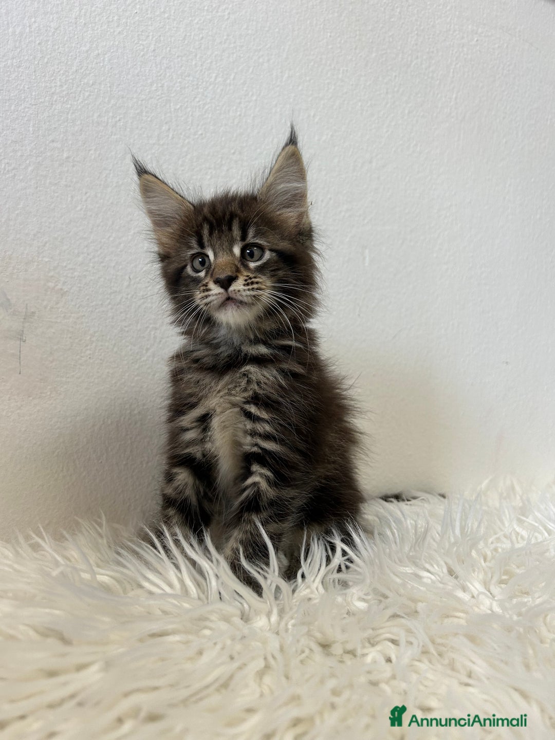 Maine Coon gatti in vendita: Cuccioli Maine coon a Provincia di Cremona - Immagine 11