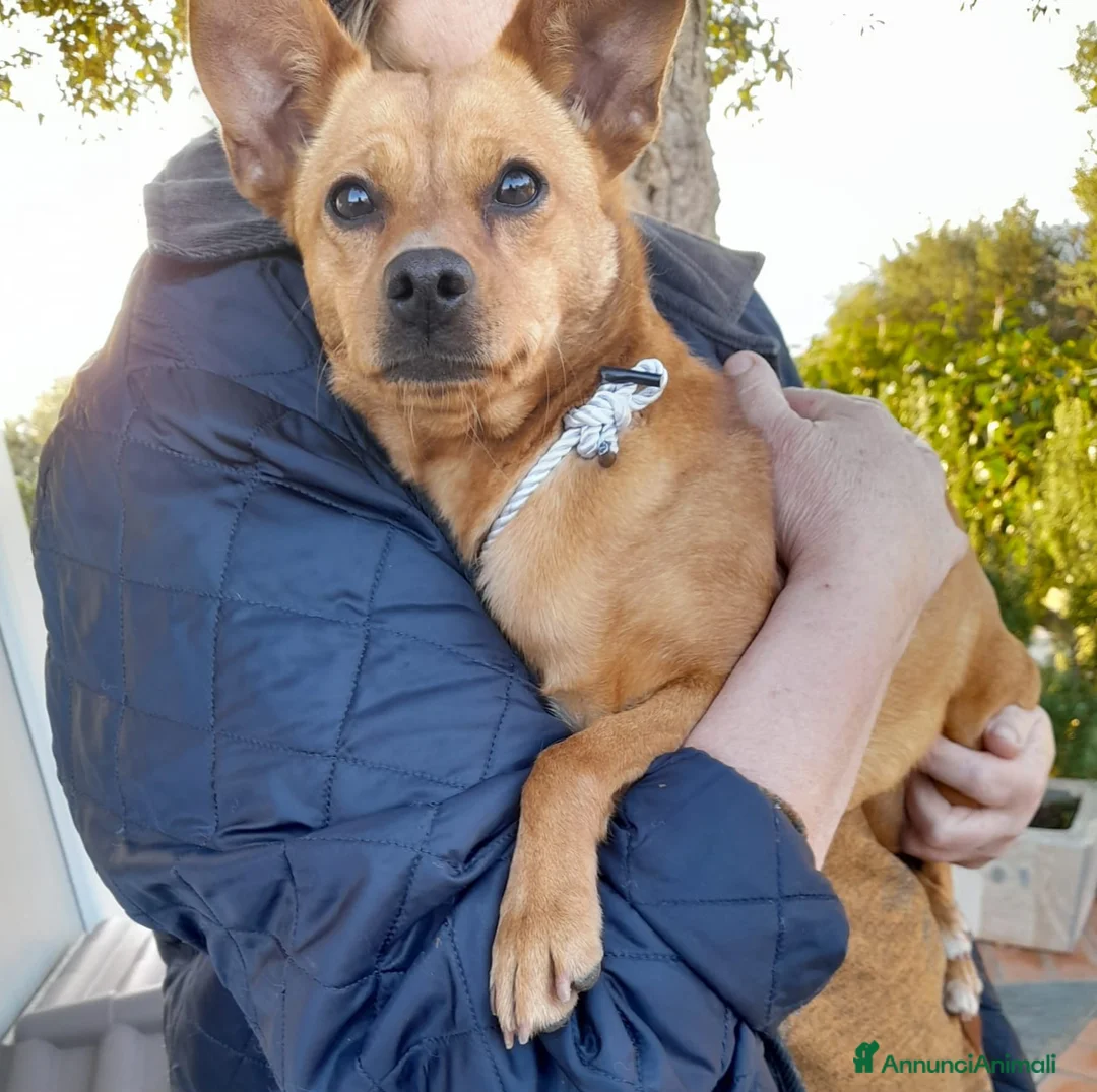 Meticcio cani in regalo: LOLA TAGLIA PICCOLA  - Annuncio 1