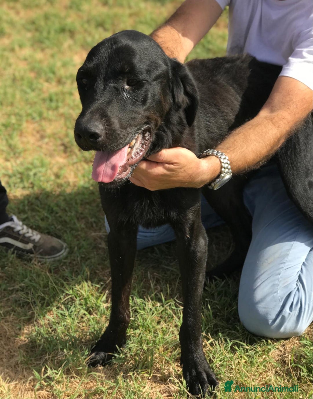 Mastino Napoletano cani in regalo: NOwhite, simil mastino a Provincia di Latina - Annuncio 3