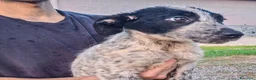 Meticcio cani in regalo: GIULIA 🩷  DOLCEZZA A QUATTRO ZAMPE 😍 a Provincia di Ferrara - Annuncio 3