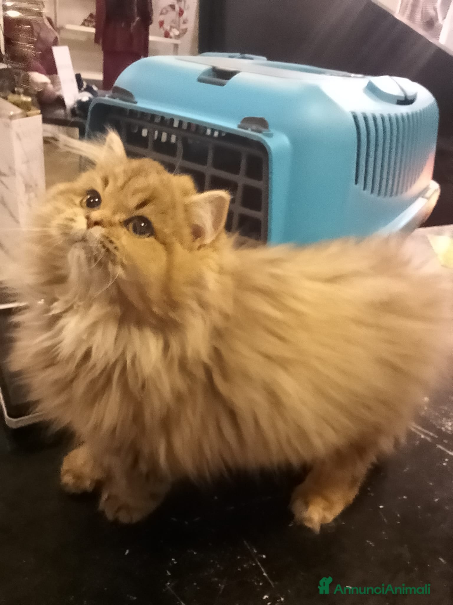 Persiano gatti Gattini persiani normotipo  - Annuncio 7