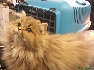 Persiano gatti Gattini persiani normotipo - Annuncio 33