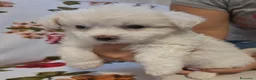 Maltese cani in vendita: Cucciolo Maltese - Annuncio 5