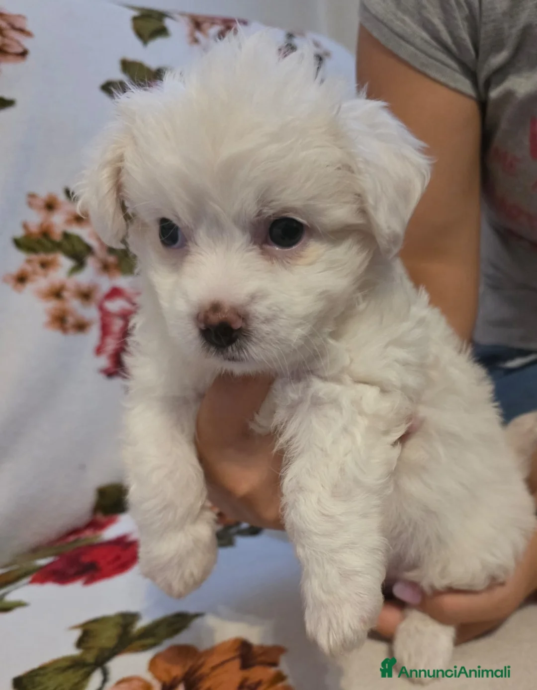 Maltese cani in vendita: Cucciolo Maltese - Annuncio 5