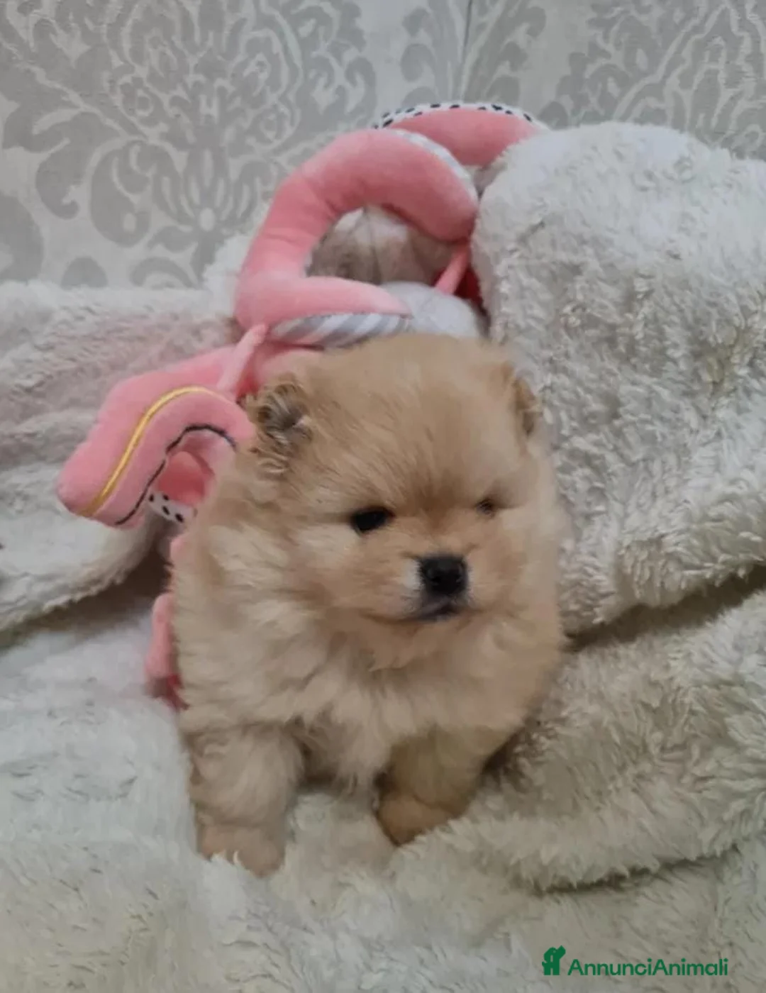 Volpino Pomerania cani in vendita: Adorabili cuccioli di Pomerania mini Teddy  - Annuncio 17