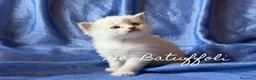 Siberiano gatti in vendita: Cuccioli Gatto Siberiano AFSI WCF, Alta genealogia - Annuncio 11