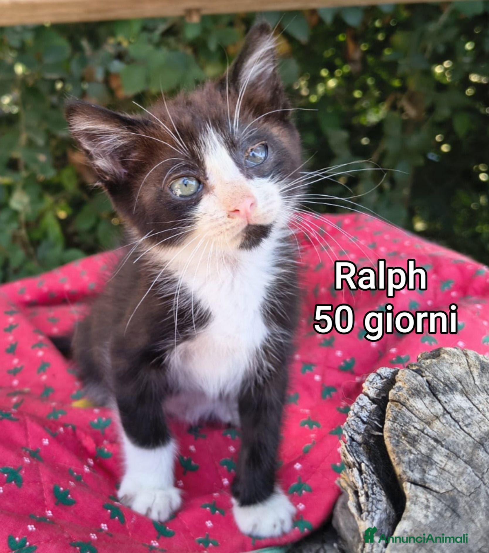 Altre razze gatti GATTINI ESCLUSI E SOLI - Annuncio 2