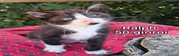 Altre razze gatti in regalo: GATTINI ESCLUSI E SOLI a Città Metropolitana di Genova - Annuncio 1
