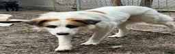 Meticcio cani in regalo: Sofia: amichevole e tranquilla, dolce con tutti  - Annuncio 12