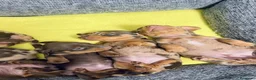 Bassotto cani in vendita: Bassotto Cuccioli a Provincia di Reggio Emilia - Annuncio 3
