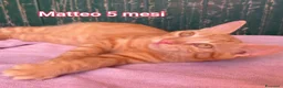 Europeo gatti in regalo: GATTINI BISOGNOSI IN CERCA D'AMORE  a Città Metropolitana di Bologna - Annuncio 9