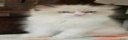 Ragdoll gatti in vendita: Meraviglioso ultimo cucciolo Ragdoll - Annuncio 3
