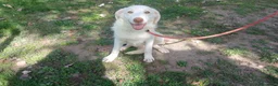 Meticcio cani in regalo: ALBA CUCCIOLA DI 6 MESI CERCA UNA CASA - Annuncio 2