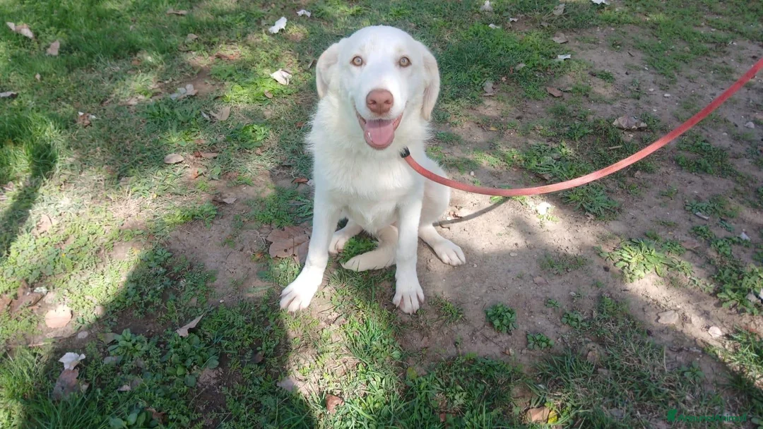 Meticcio cani in regalo: ALBA CUCCIOLA DI 6 MESI CERCA UNA CASA - Annuncio 2