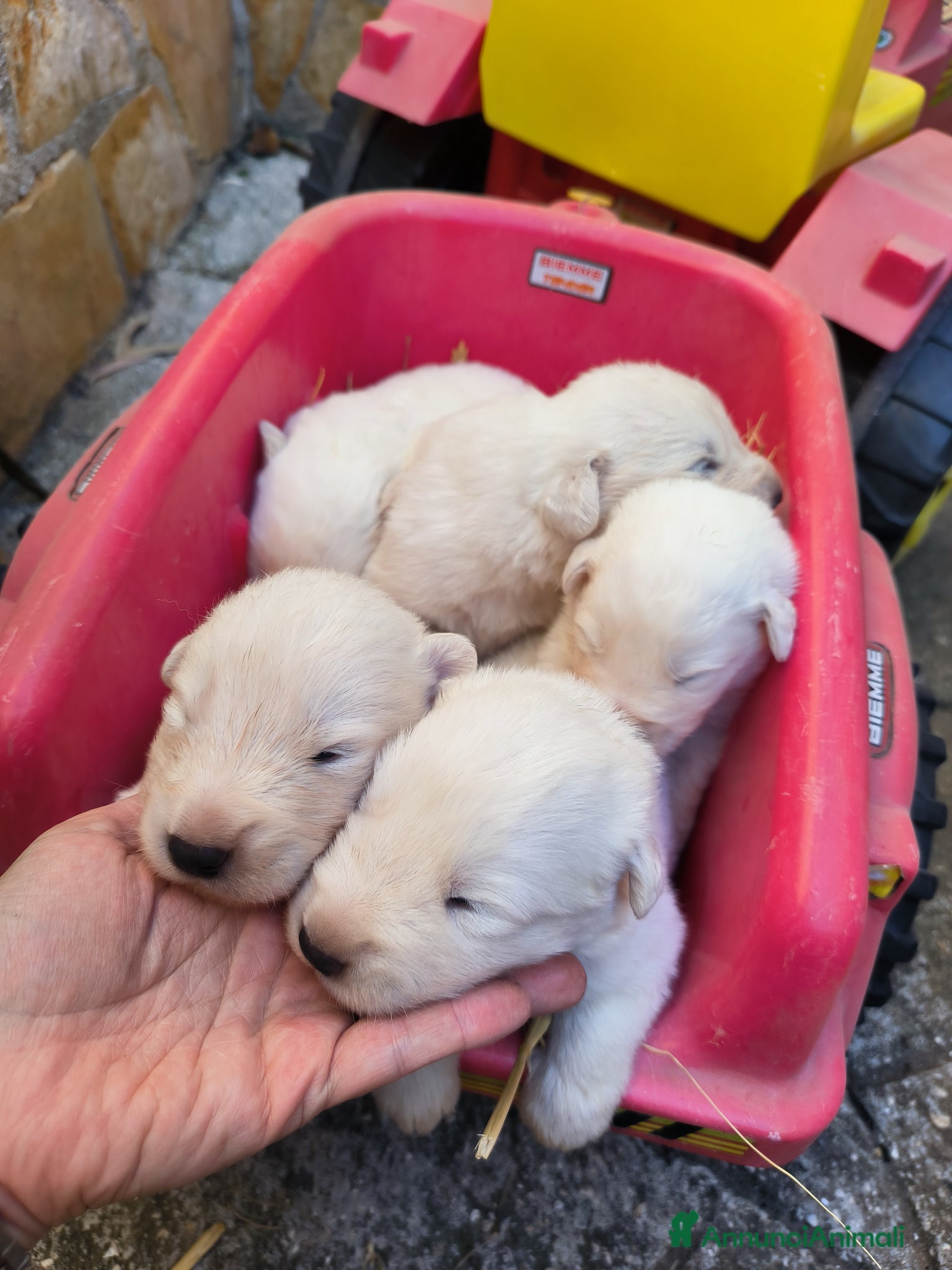 Pastore Abbruzzese Maremmano cani in vendita: Cucciolo di pastore maremmano abruzzese  a Città Metropolitana di Bari - Annuncio 7