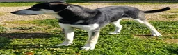 Meticcio cani in regalo: Kevin semplicemente meraviglioso - Annuncio 11