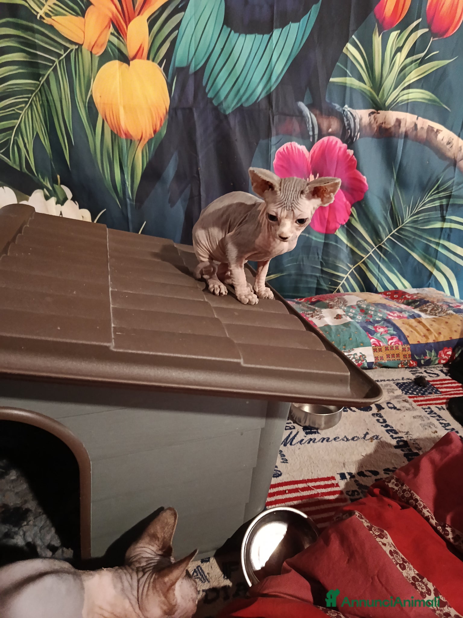 Sphynx gatti Allevamento con affisso - Annuncio 5