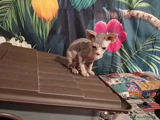 Sphynx gatti Allevamento con affisso - Annuncio 5