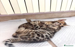 Bengala gatti in vendita: Cuccioli Bengala  a Città Metropolitana di Torino - Immagine 6