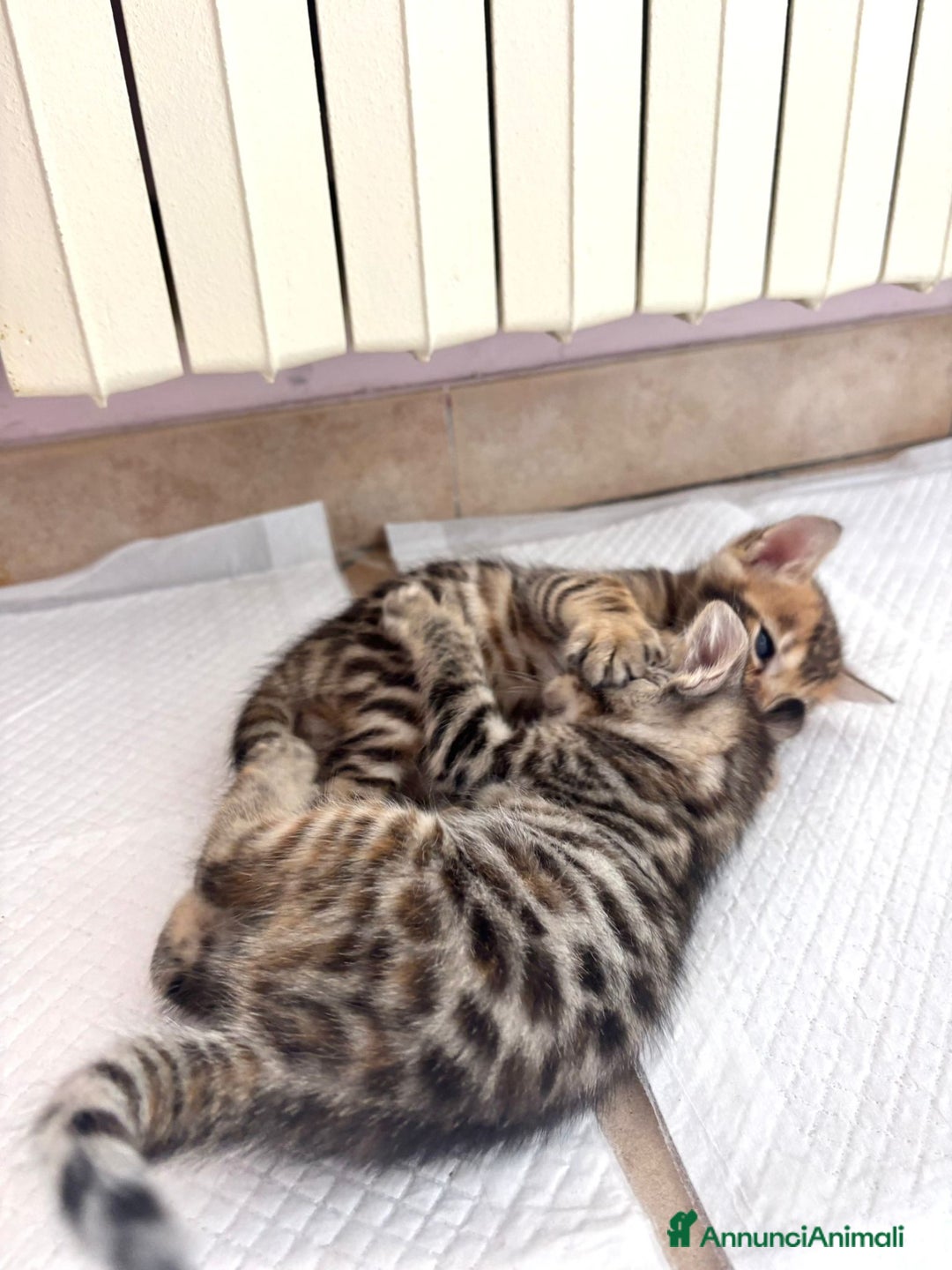Bengala gatti in vendita: Cuccioli Bengala  a Città Metropolitana di Torino - Immagine 6
