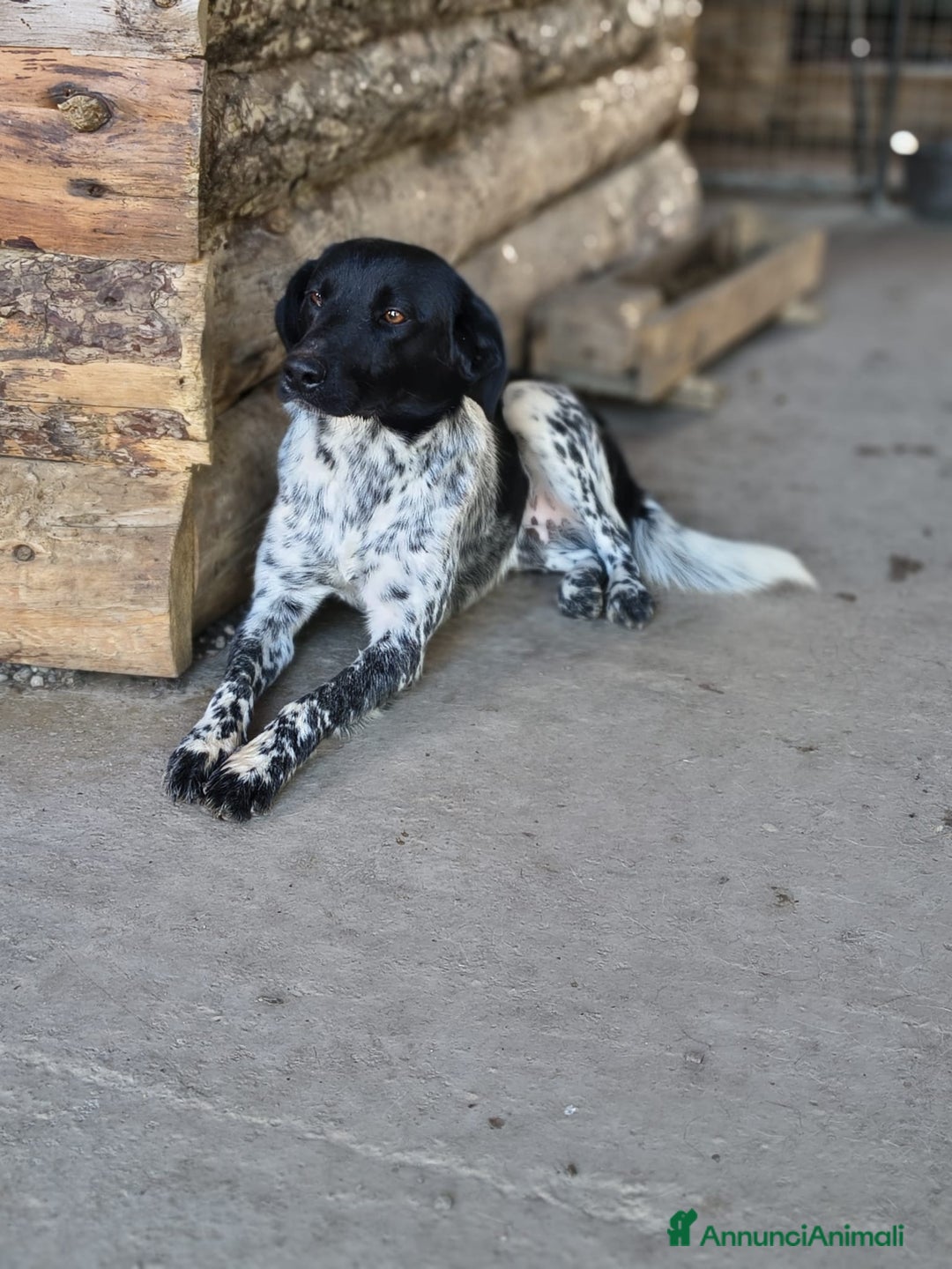 Meticcio cani in regalo: Arturo - Annuncio 2