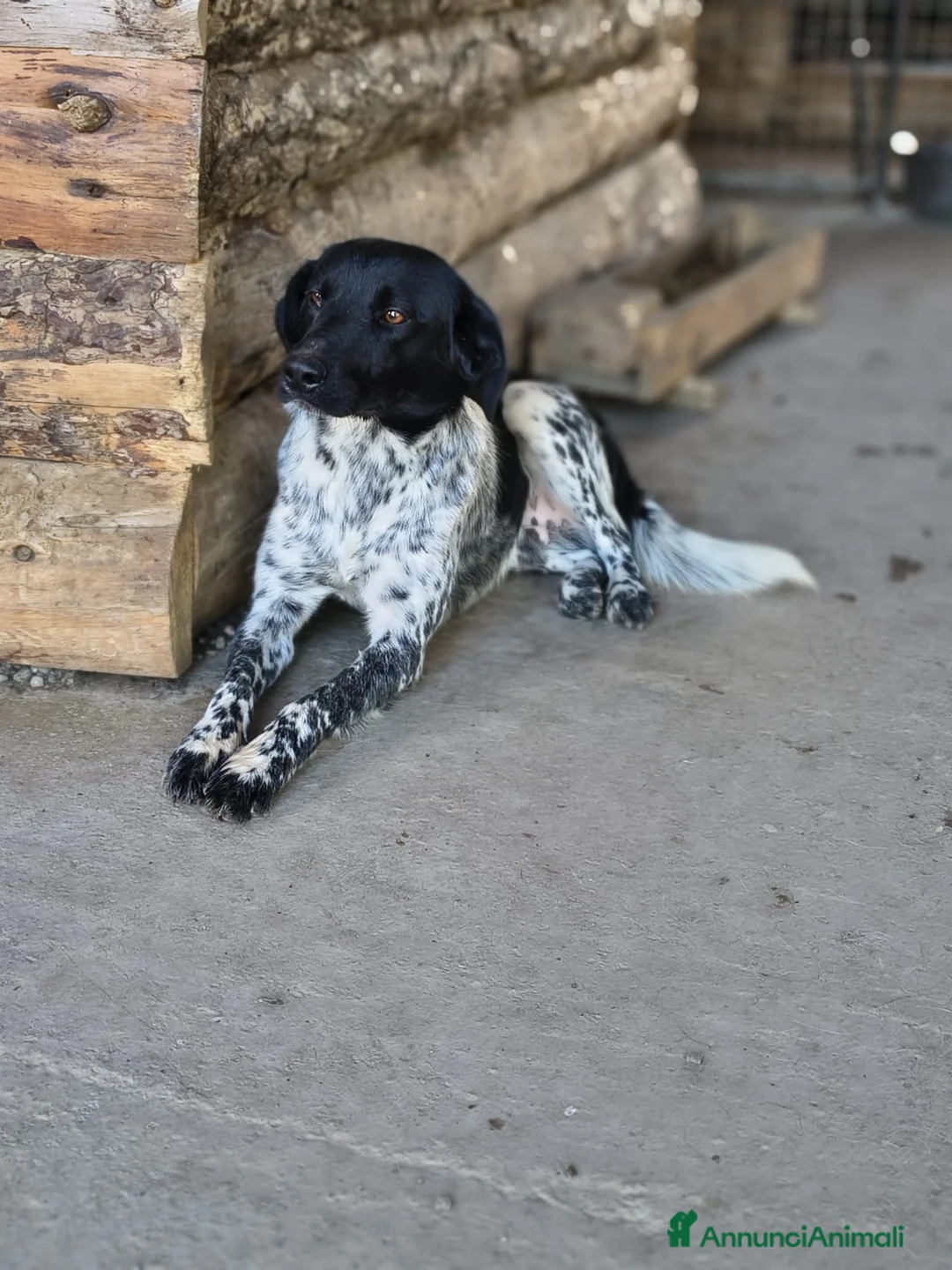 Meticcio cani in regalo: Arturo - Annuncio 2