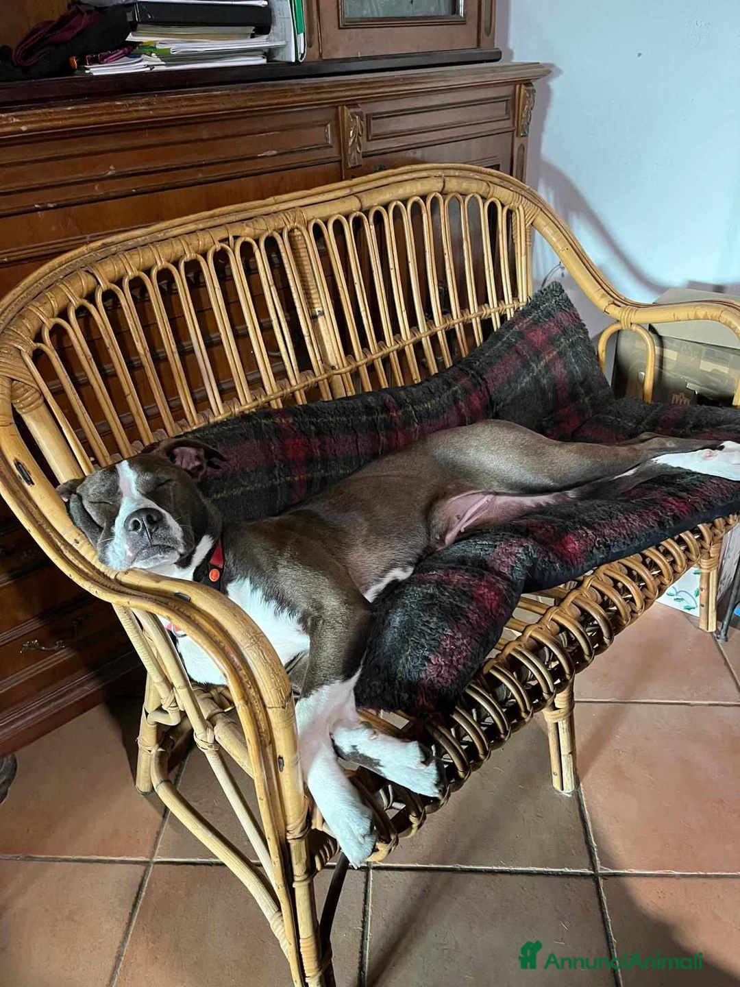 Pitbull cani in regalo: OLIVIA, dolcissima mix PIT cerca casa! - Annuncio 2