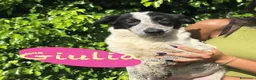 Meticcio cani in regalo: GIULIA 🩷 LA RICONOSCI TRA MILLE! 😍 a Provincia di Ancona - Annuncio 1