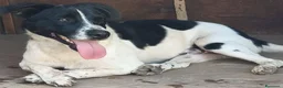 Meticcio cani in regalo: tommy cagnolino socievolissimo - Annuncio 8