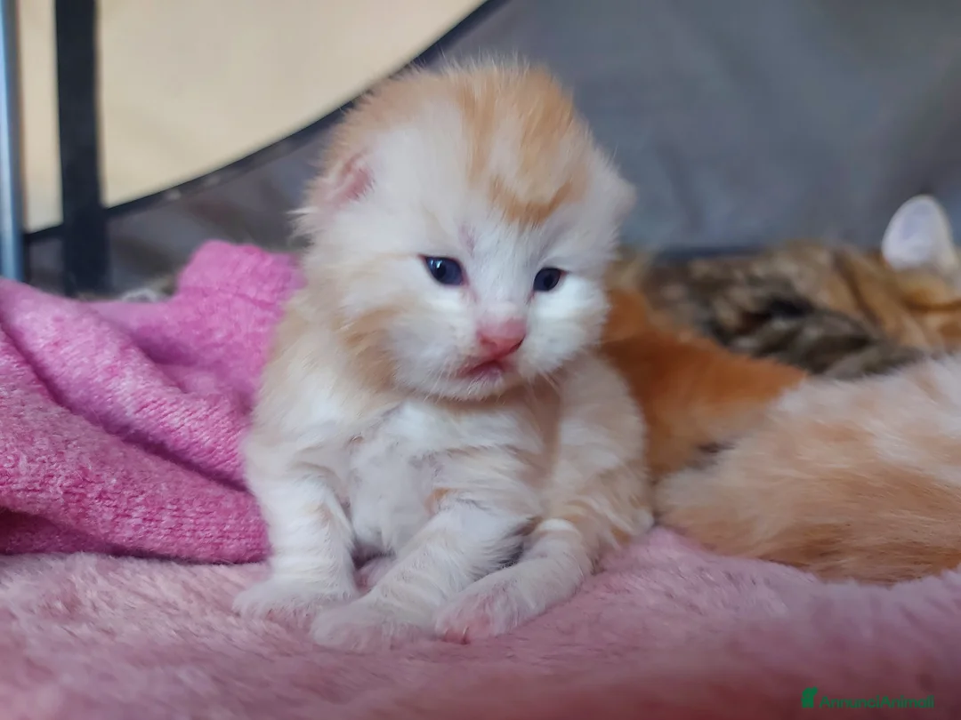 Siberiano gatti in vendita: Cuccioli di gatto Siberiano Certificati  - Annuncio 2