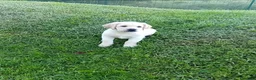 Labrador cani in vendita: Labrador Retriever con pedigree  - Annuncio 3