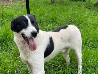 Meticcio cani Paco 2 anni cerca casa - da cucciolo in canile :( a Provincia di Latina - Annuncio 17